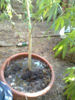 Вишенька0707.jpg