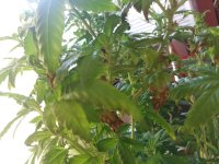 20170820_184430.jpg