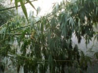 Вишенька0729.jpg