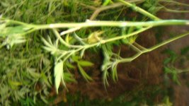 DSC03415.JPG