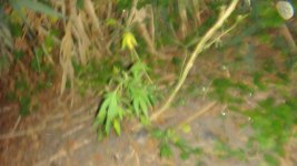 DSC03416.JPG