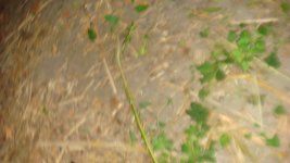 DSC03417.JPG