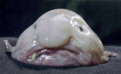Blobfish_1.jpg