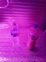 IMG_20170825_122724.jpg
