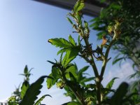 20170826_151139.jpg
