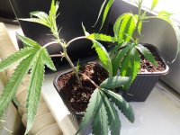 20170826_152039.jpg