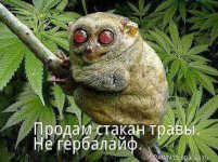 182985028.p.800.800.0.jpg