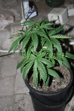IMG_9329.JPG