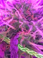 IMG-20170829-WA0002.jpg
