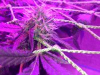 IMG-20170829-WA0014.jpg
