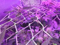 IMG-20170829-WA0009.jpg