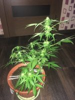 20170829_170648641_iOS.jpg
