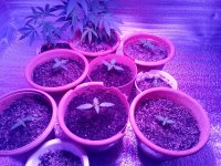 IMG_20170830_110656.jpg