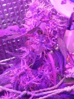 IMG-20170830-WA0034.jpg