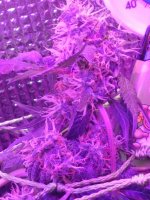 IMG-20170830-WA0033.jpg