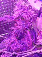 IMG-20170830-WA0032.jpg