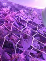 IMG-20170830-WA0028.jpg