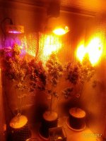 P_20170708_154517_1_p.jpg