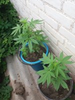 20170831_120021.jpg