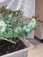IMG-20170831-WA0029.jpg