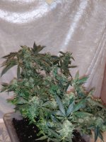 IMG-20170831-WA0030.jpg