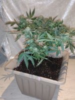 IMG-20170831-WA0033.jpg
