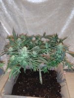 IMG-20170831-WA0022.jpg