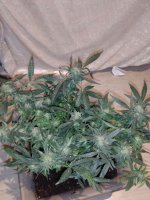 IMG-20170831-WA0017.jpg