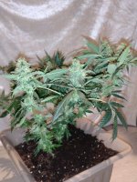 IMG-20170831-WA0014.jpg