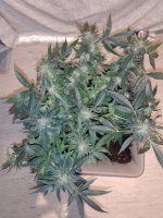 IMG-20170831-WA0010.jpg