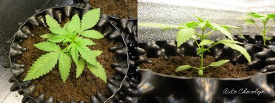 24 D16 Chocolope.jpg