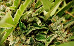 Big bud (22).JPG