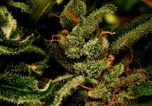 Big bud (22)23.jpg