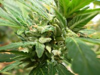 Ak49   (1).JPG