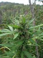 Ak49   (2).JPG