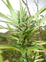 Ak49   (5).JPG