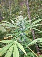 Ak49   (6).JPG