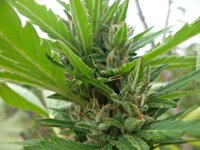 Ak49   (7).JPG