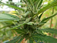 Ak49   (10).JPG