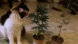 imageдлорпа.gif