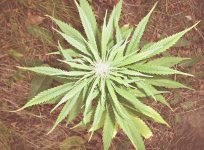 Durban poison (1).JPG