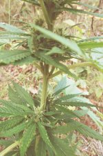 Durban poison (2).JPG