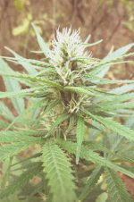 Durban poison (3).JPG