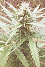 Durban poison (4).JPG