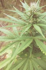 Durban poison (5).JPG