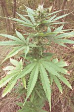 Durban poison (6).JPG