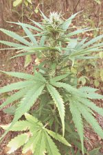 Durban poison (7).JPG