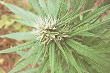 Durban poison (8).JPG