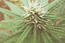 Durban_poison_(9).JPG