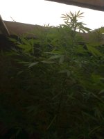 Вишенька0801.jpg